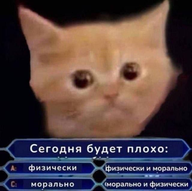 грустный кот: сегодня будет плохо