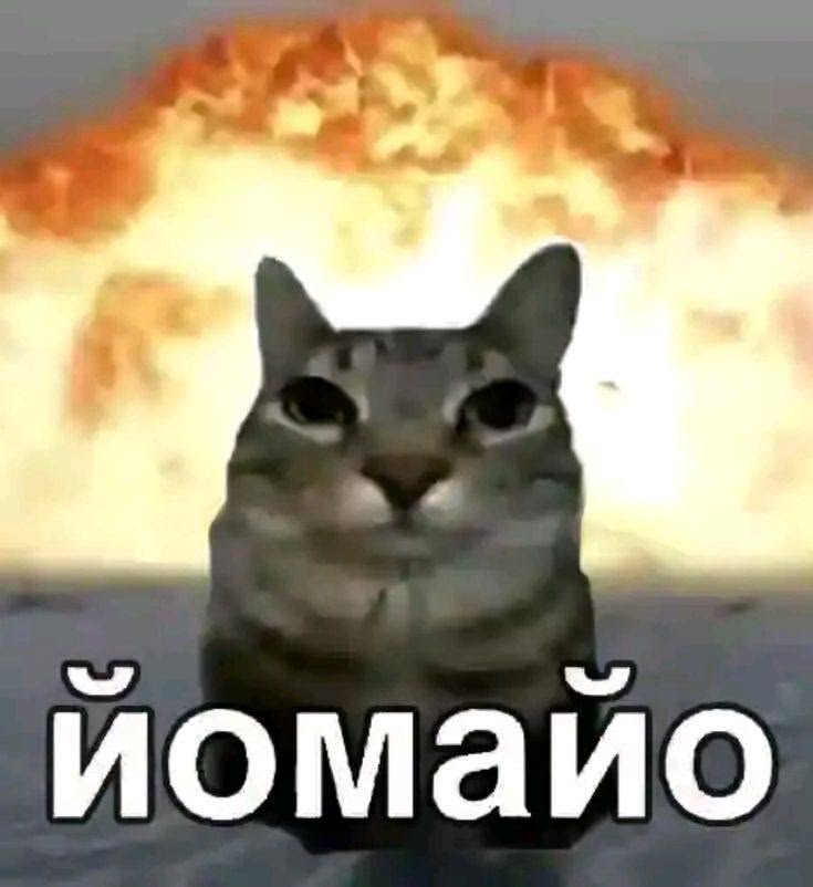 кот на фоне взрыва