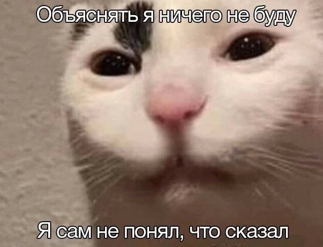 кот: я сам не понял что сказал