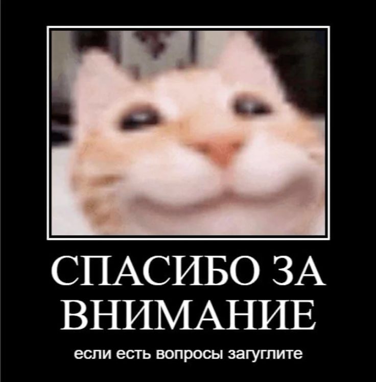 кот: спасибо за внимание