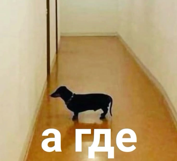 такса в коридоре: а где