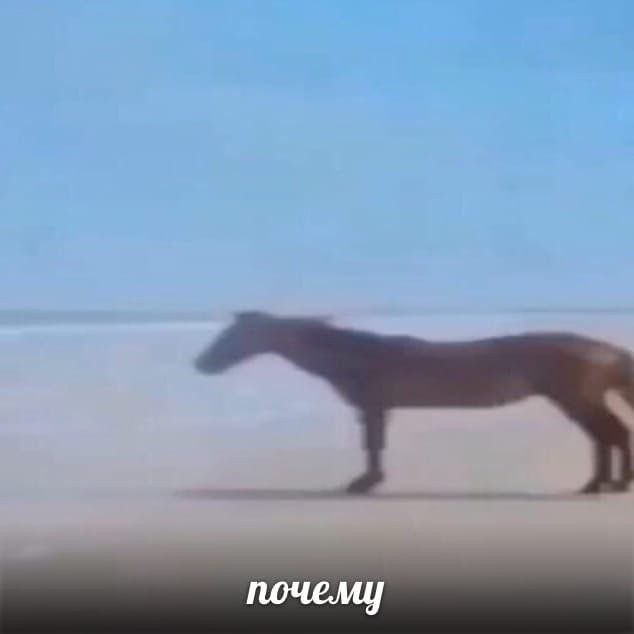 лошадь: почему