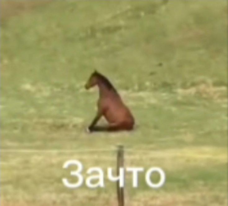 сидящая лошадь: зачто